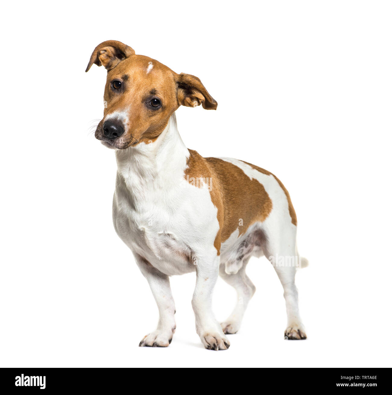 Jack Russell Terrier in front of white background Stock Photo - Alamy