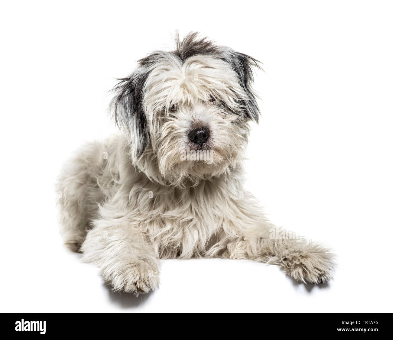 Mixed-breed dog lying in front of white background Stock Photo - Alamy