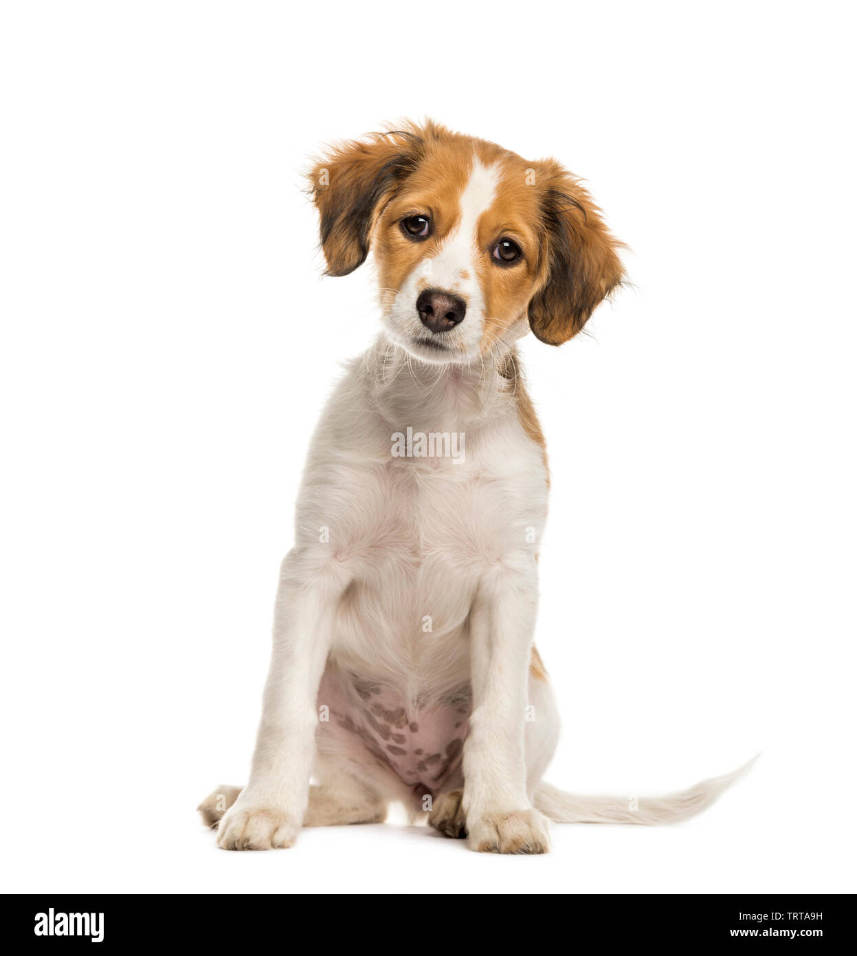 Kooikerhondje, 3 months old, sitting in front of white background Stock Photo