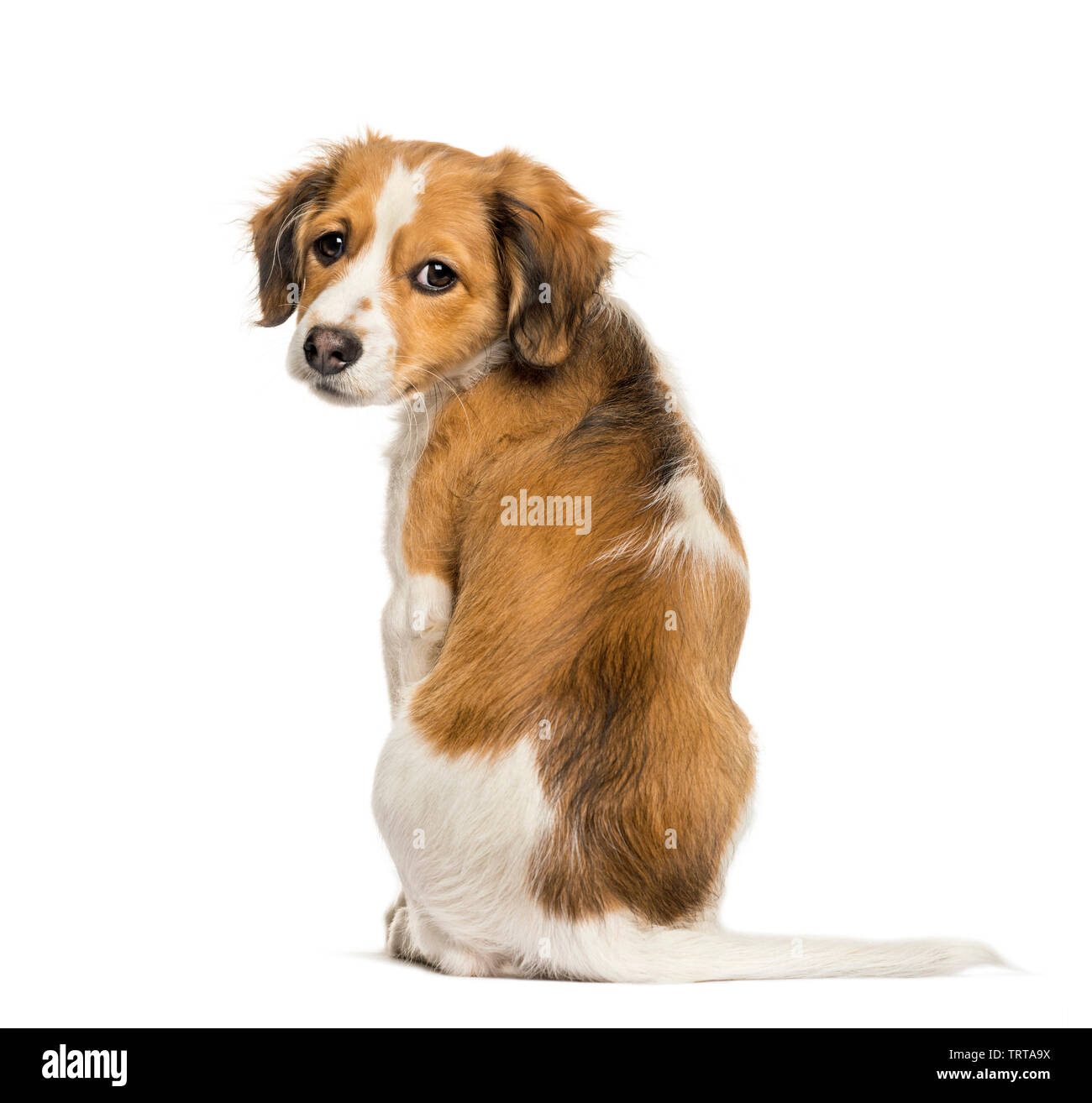 Kooikerhondje, 3 months old, sitting in front of white background Stock Photo