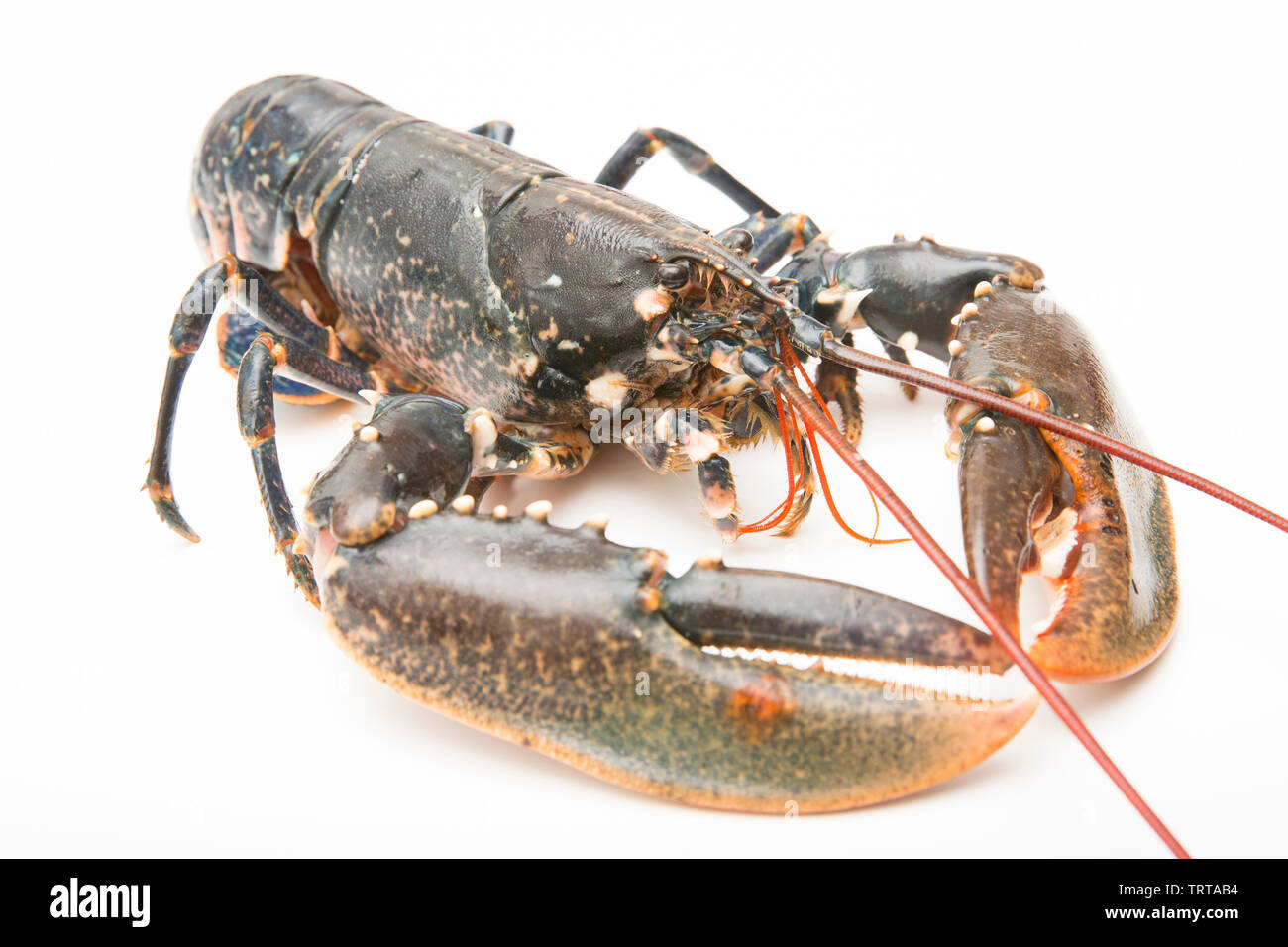 Uk lobster Cut Out Stock Images & Pictures Alamy