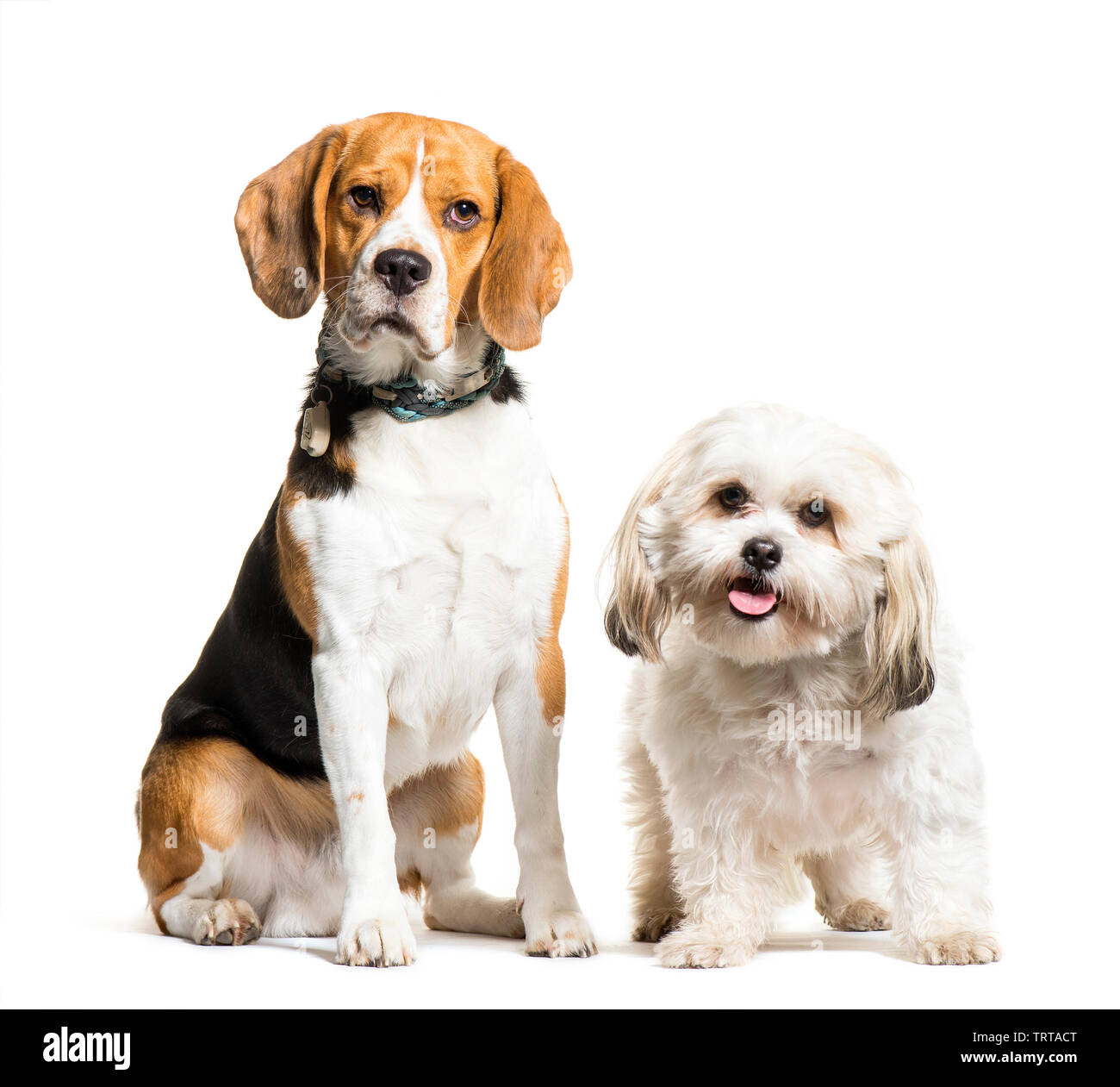 Beagle, Mixed-breed dog sitting in front of white background Stock Photo