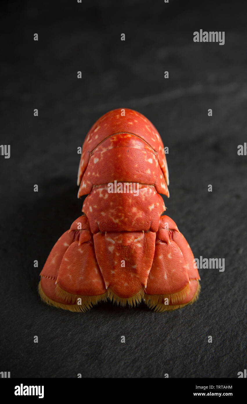 The cooked tail section of a boiled lobster Homarus gammarus, with the shell still on. From a lobster caught in a pot set in the English Channel.  Dis Stock Photo