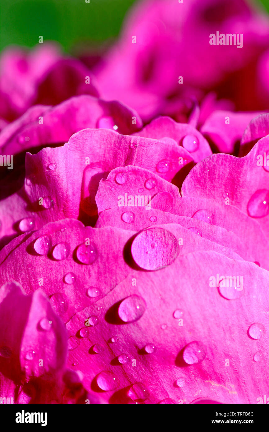 Pink Peony petals with raindrops - closeup Stock Photo
