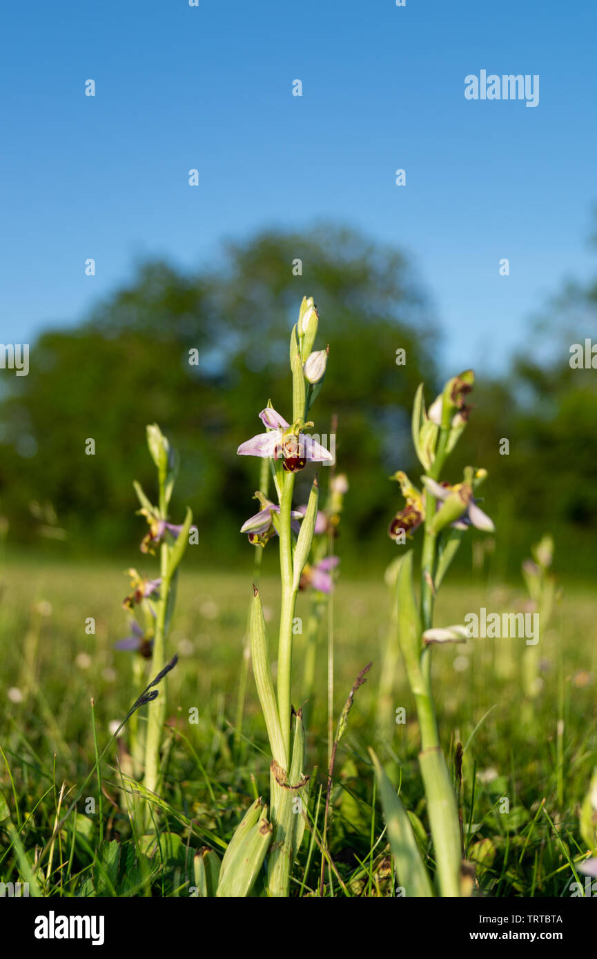 Close up ground level view of Wildflower Bee Orchid, Orchids, growing
