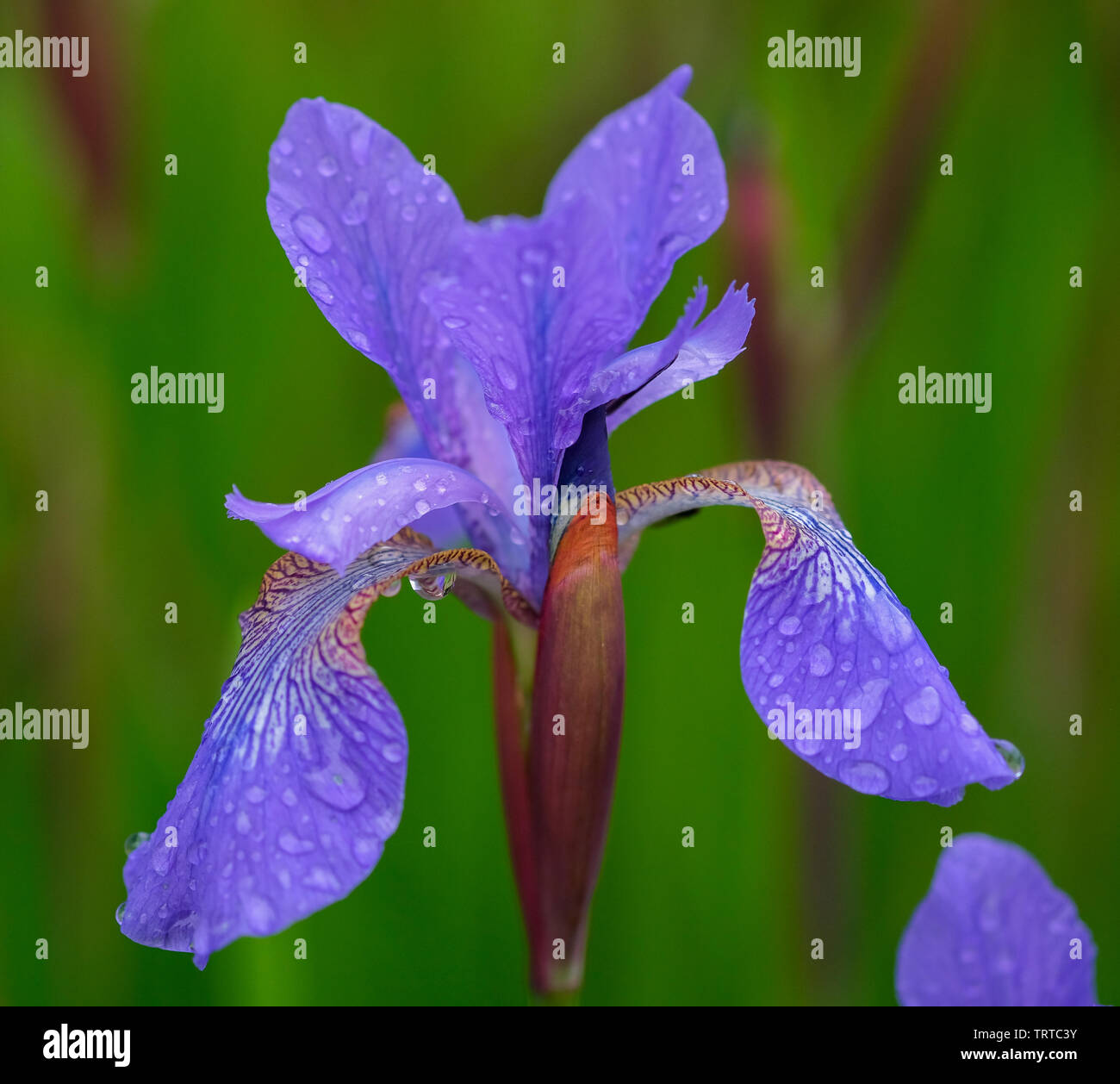 Iris Inverary Castle Rain Drops Stock Photo