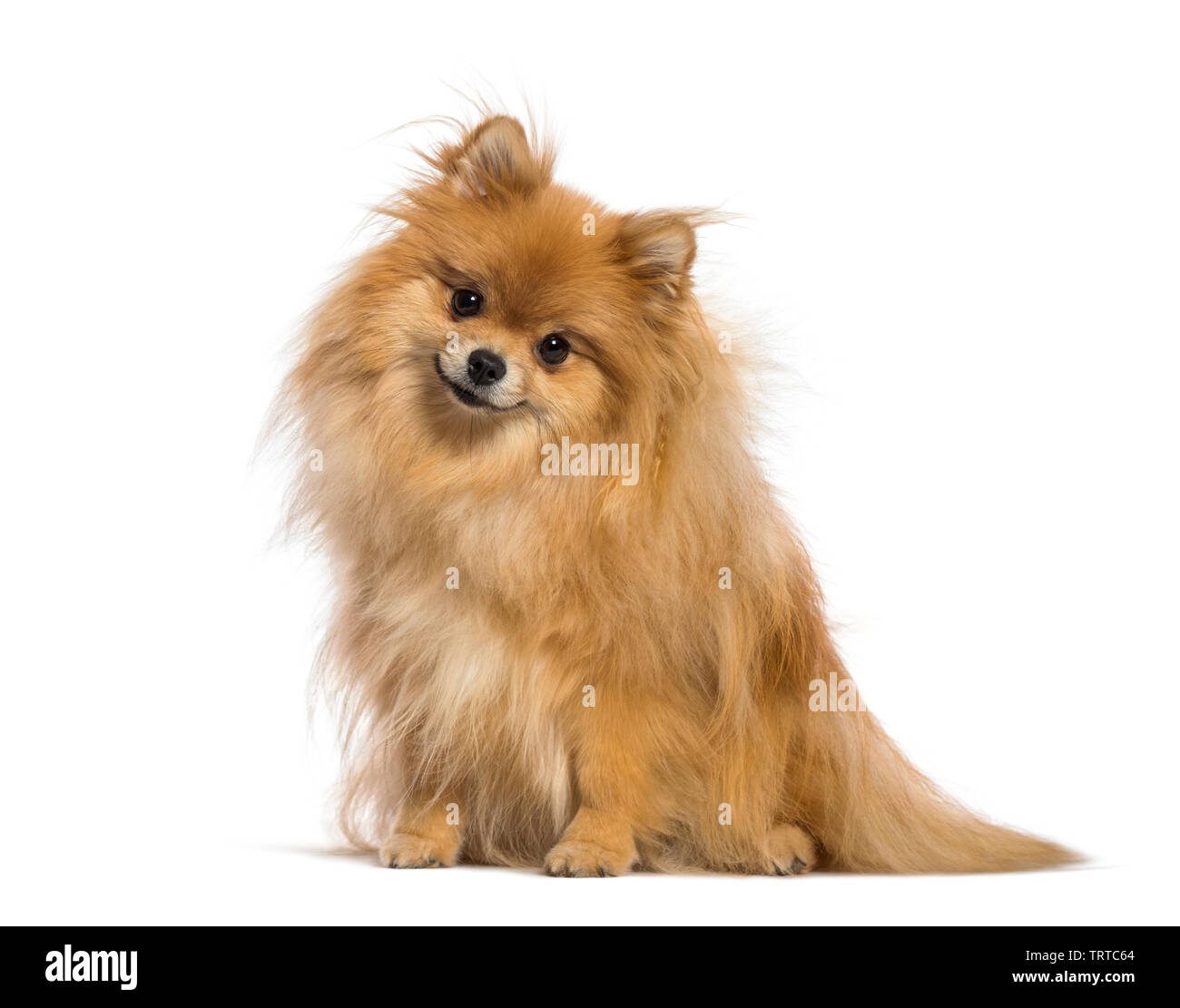 Japanese Spitz Sitting In Front Of White Background Stock Photo Alamy