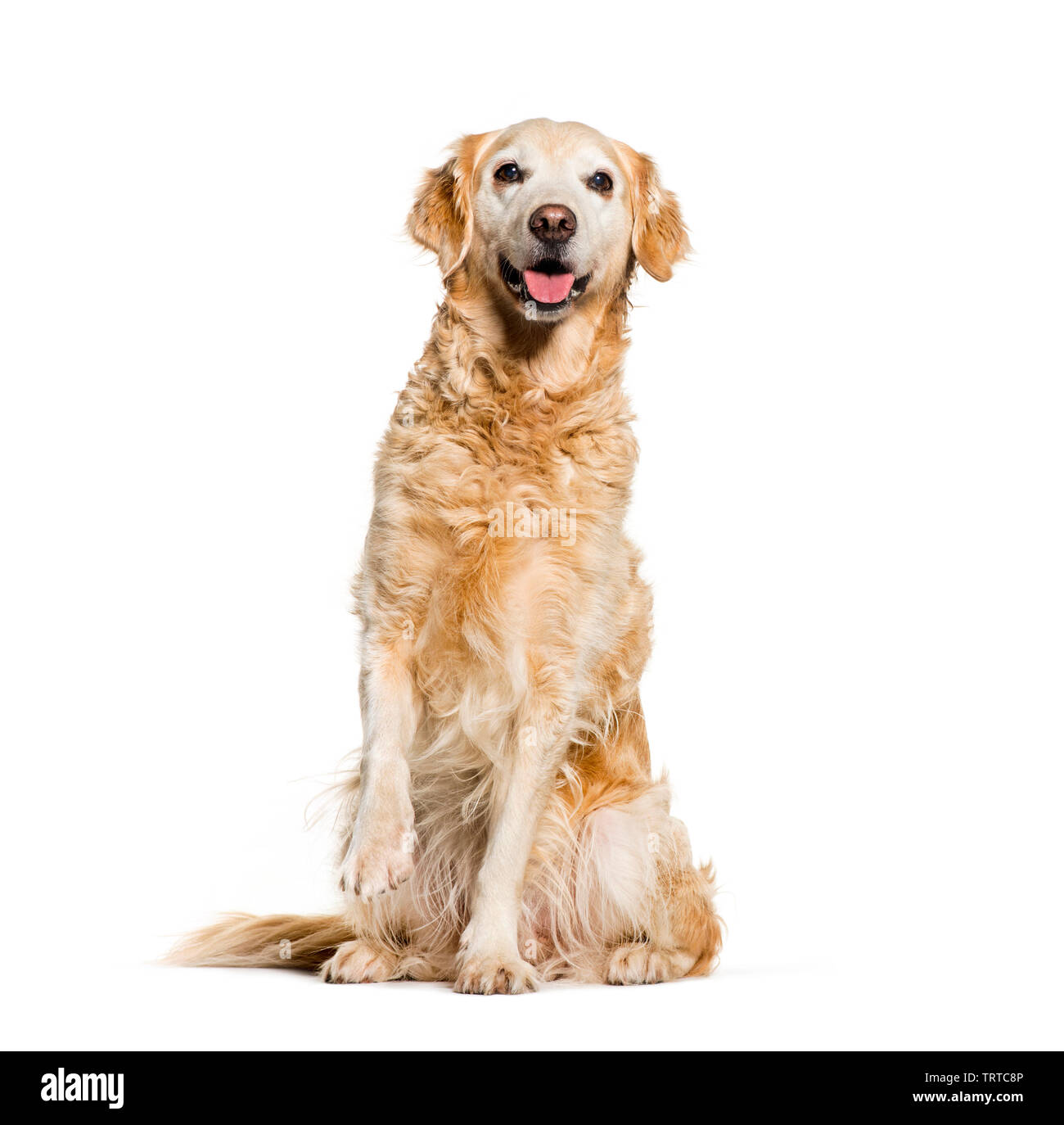 Golden Retriever sitting in front of white background Stock Photo - Alamy