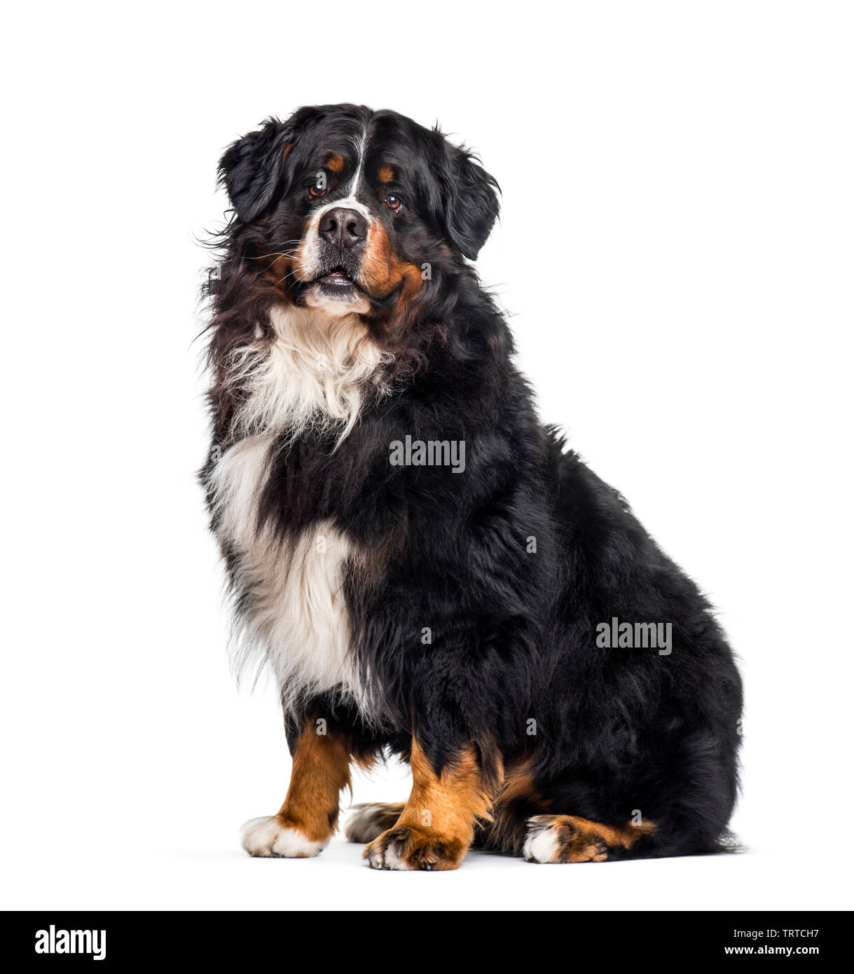 Bernese Mountain Dog sitting against white background Stock Photo - Alamy
