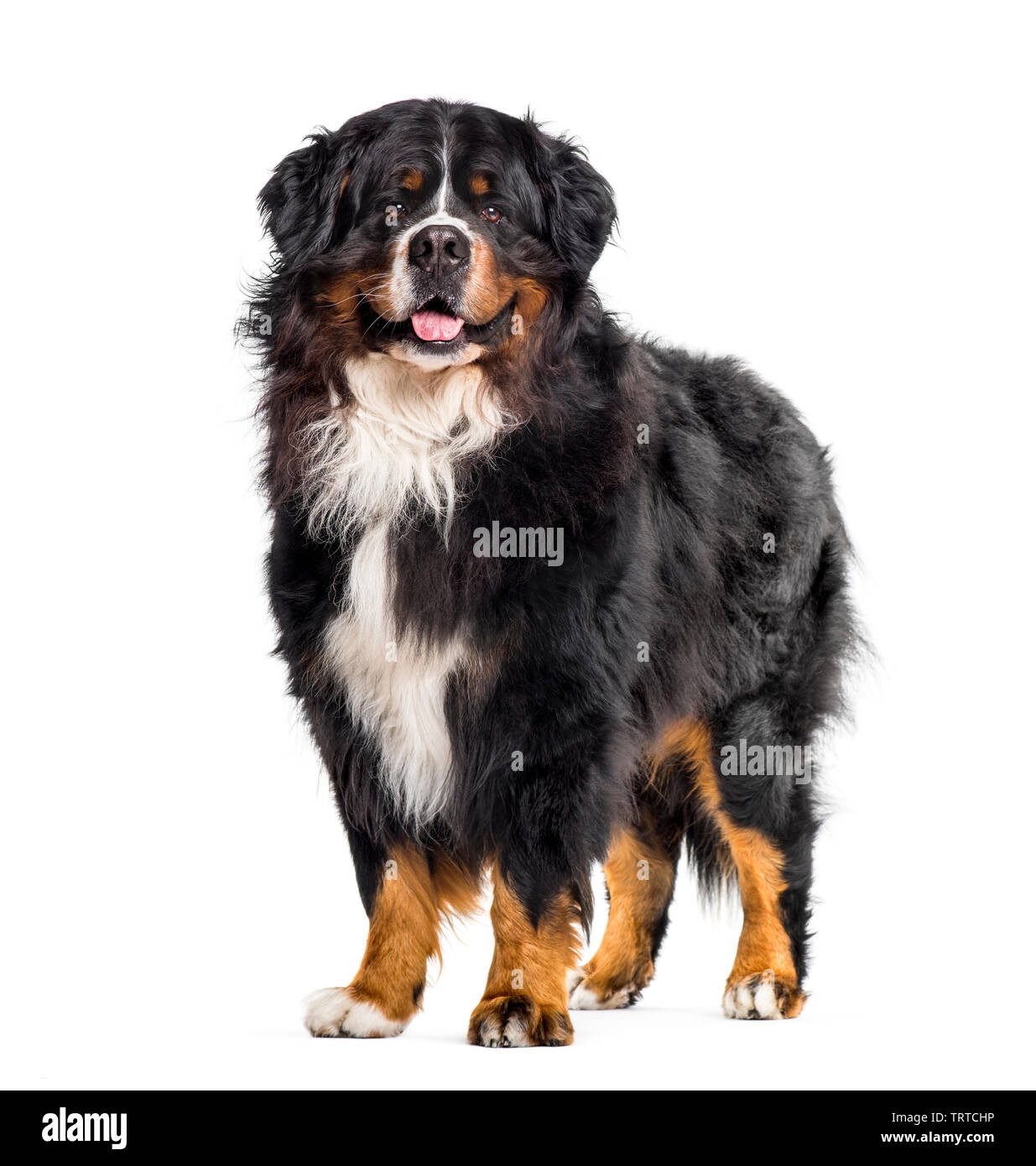 Bernese Mountain Dog sitting against white background Stock Photo - Alamy