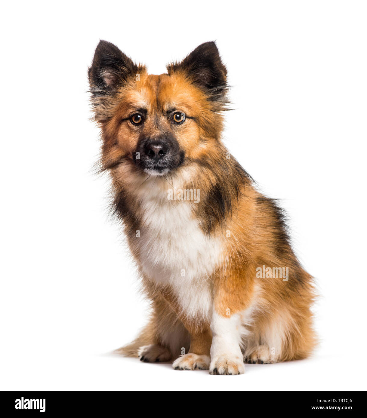 Mixed-breed dog sitting against white background Stock Photo - Alamy