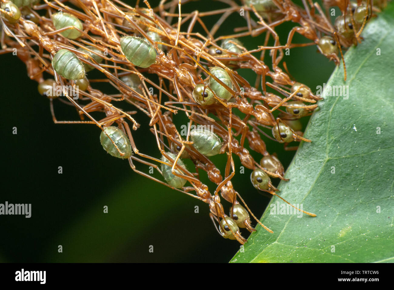 Oecophylla smaragdina, green weaver ants, working together to sew leaves and make a nest Stock Photo