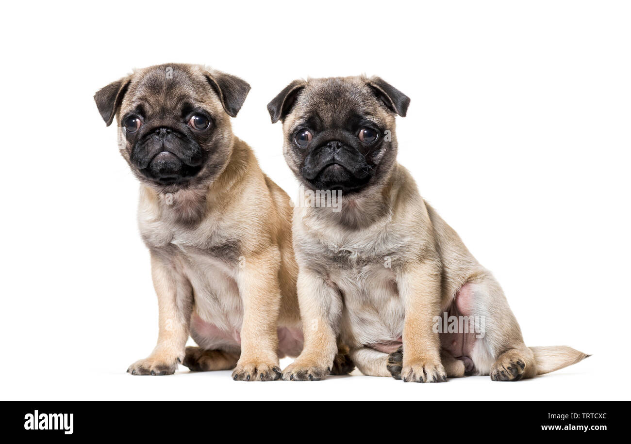 Pug Puppy sitting against white background Stock Photo - Alamy