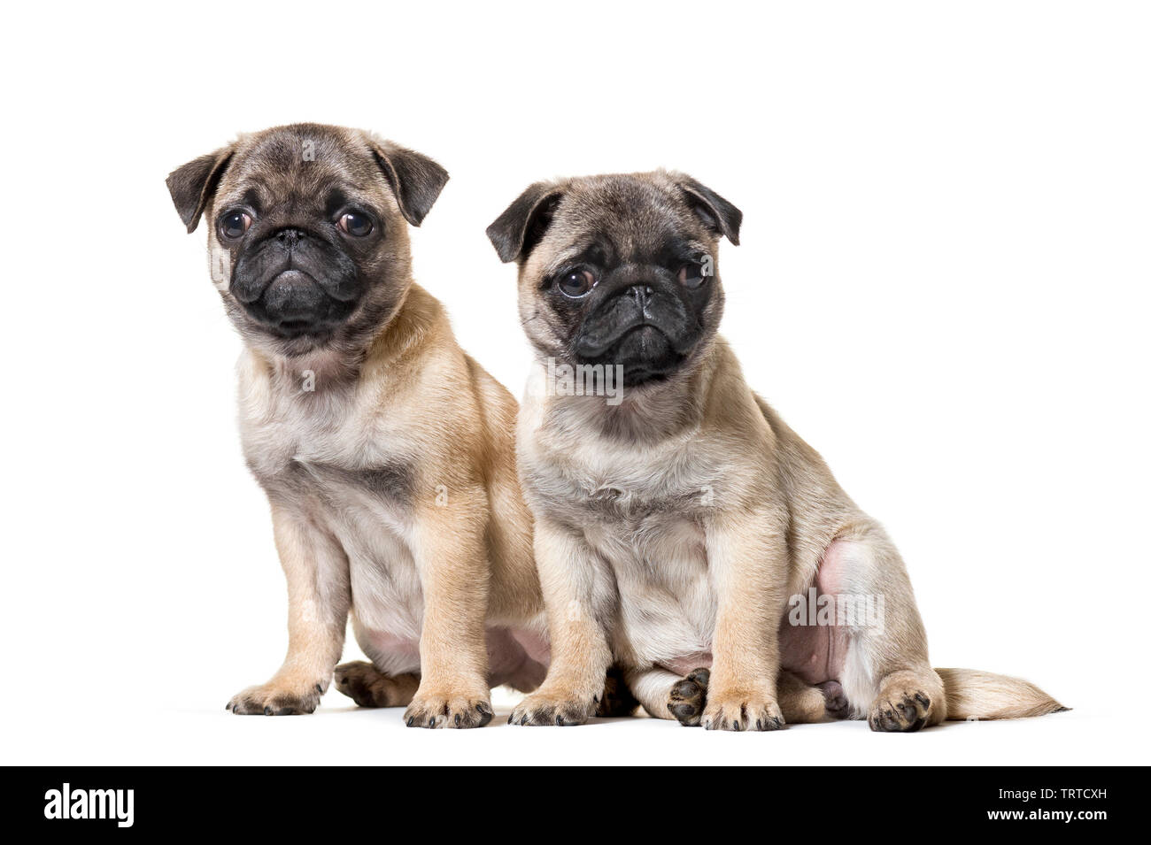 Pug Puppy sitting against white background Stock Photo - Alamy