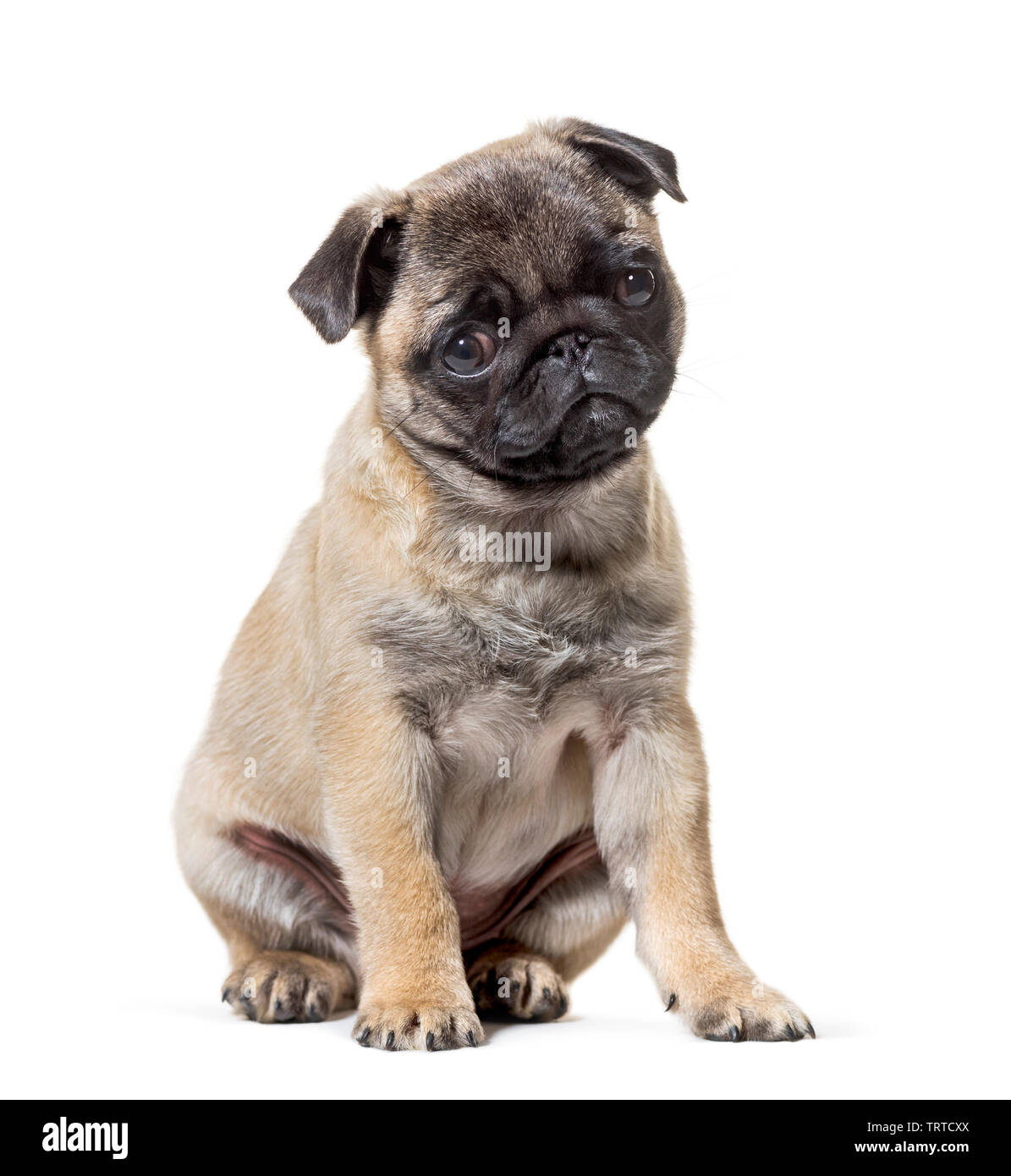 Pug Puppy sitting against white background Stock Photo - Alamy