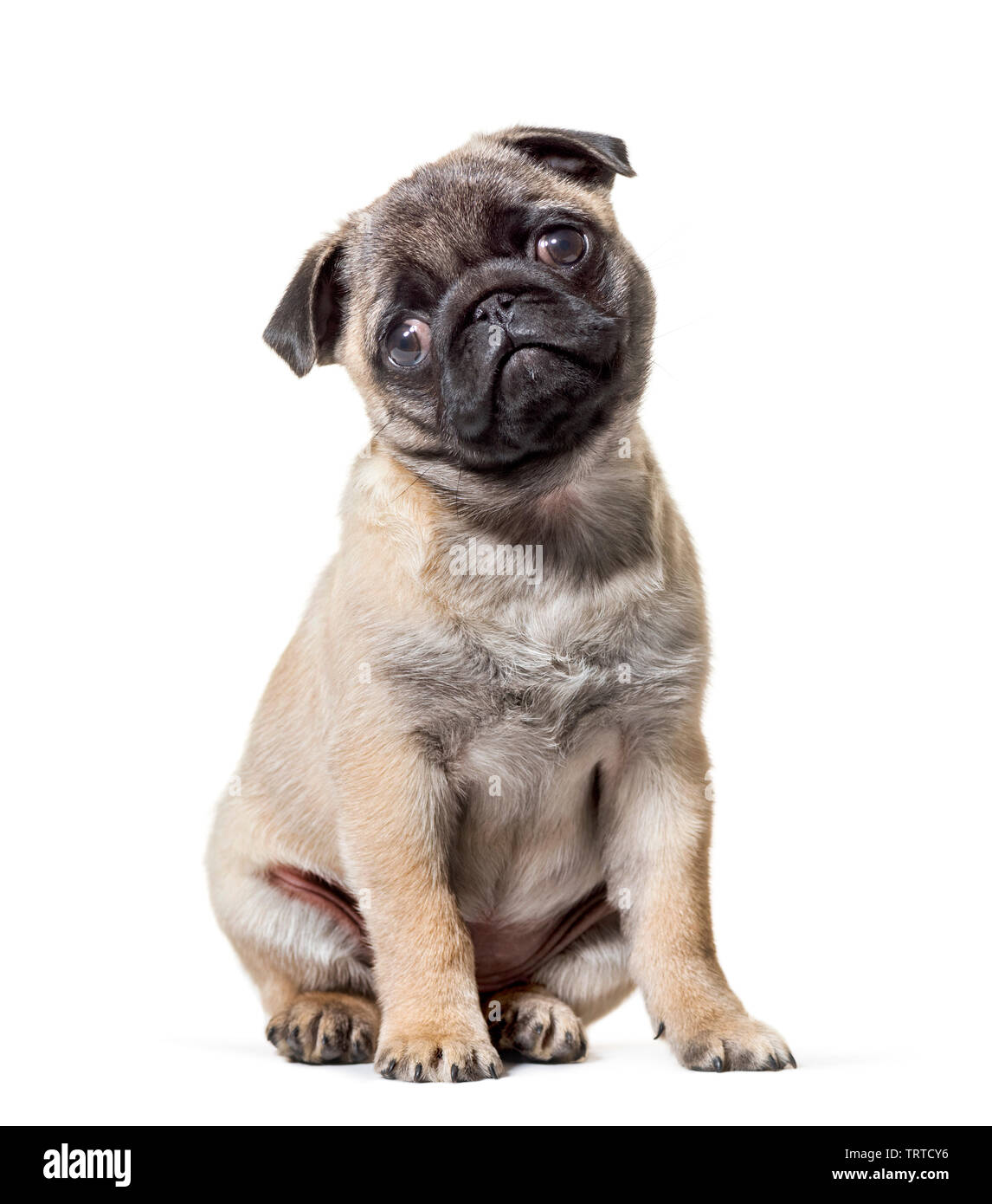 Pug Puppy sitting against white background Stock Photo - Alamy