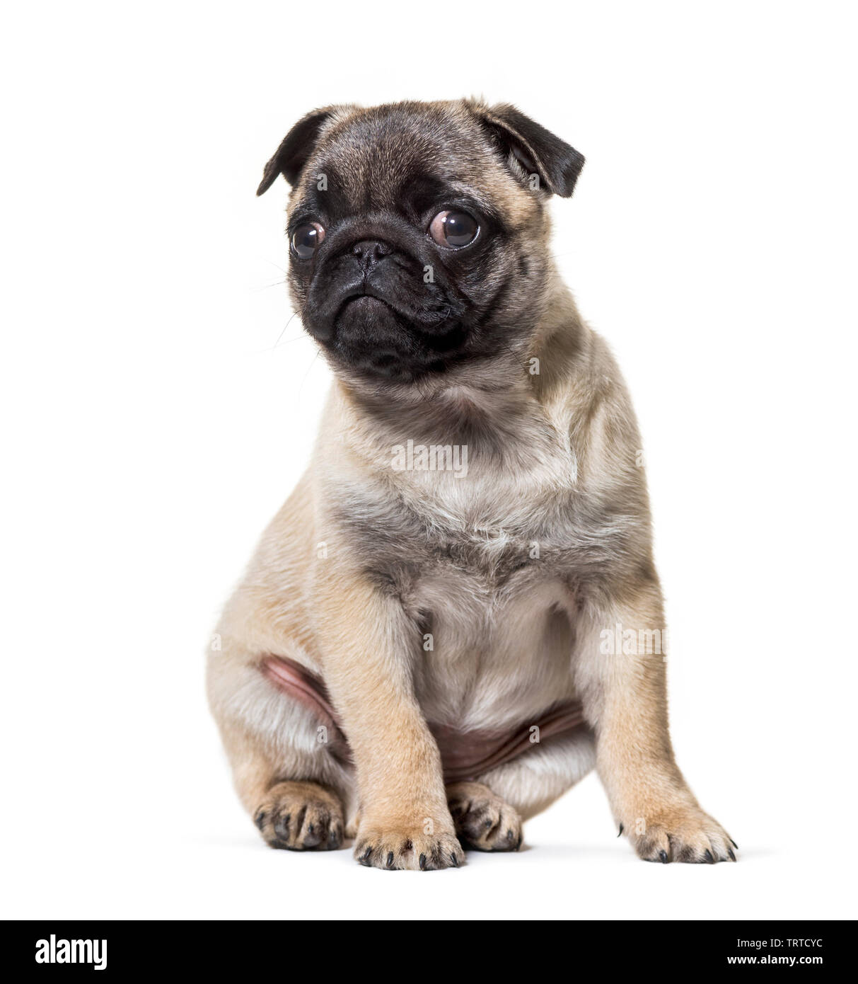 Pug Puppy sitting against white background Stock Photo - Alamy