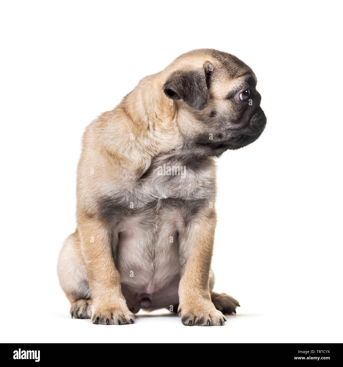 Pug Puppy sitting against white background Stock Photo - Alamy