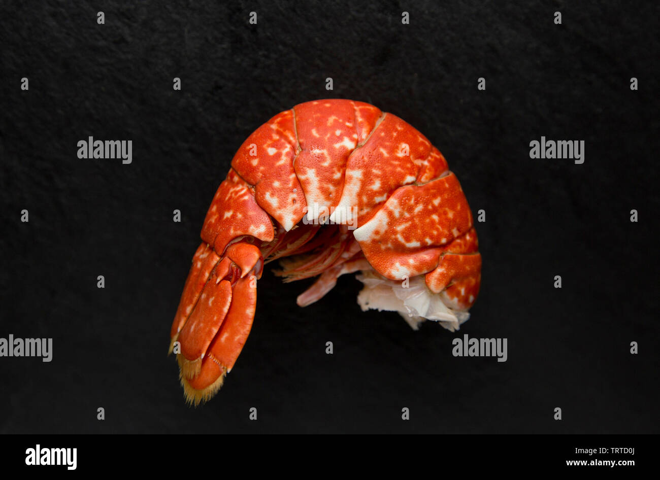 The cooked tail section of a boiled lobster Homarus gammarus, with the shell still on. From a lobster caught in a pot set in the English Channel.  Dis Stock Photo