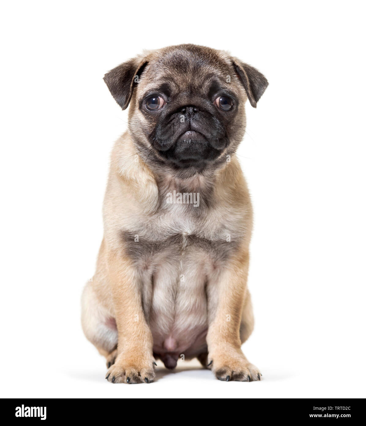 Pug Puppy sitting against white background Stock Photo - Alamy