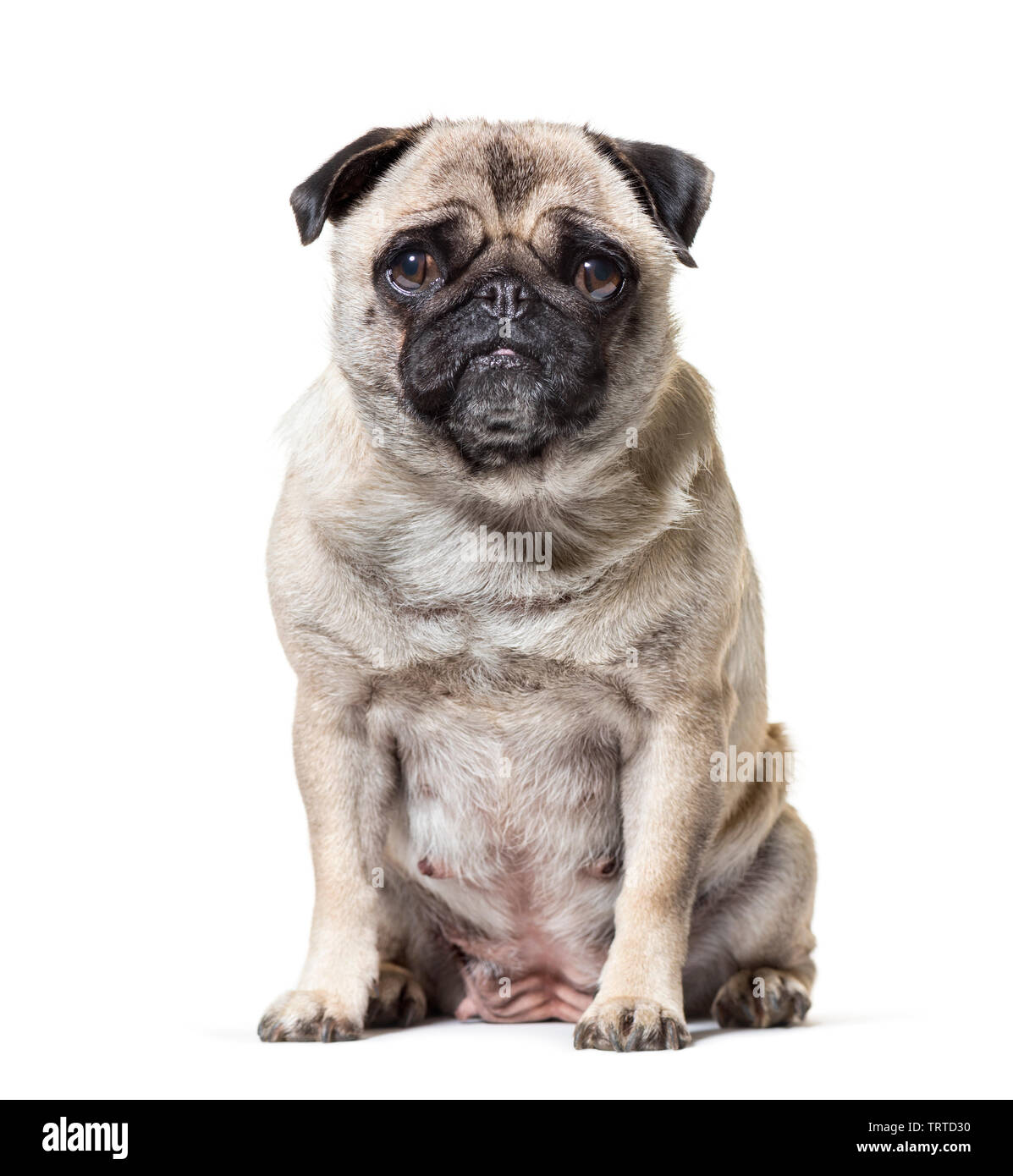Old Pug dog sitting against white background Stock Photo - Alamy