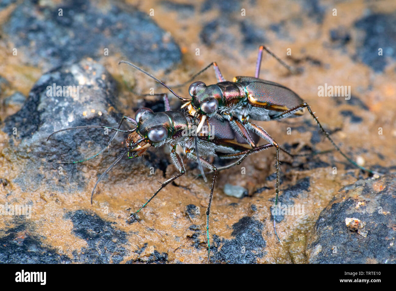 Metallic Tiger beetles (Cicindellidae) mating, Queensland, Australia Stock Photo