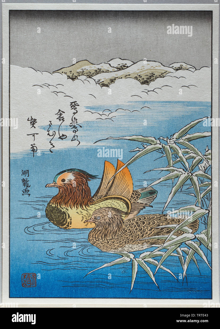 Modern printing of Mandarin Ducks Japanese ukiyoe woodblock print, by Isoda Koryusai, carved by David Bull, and printed by Mokuhankan staff. Stock Photo