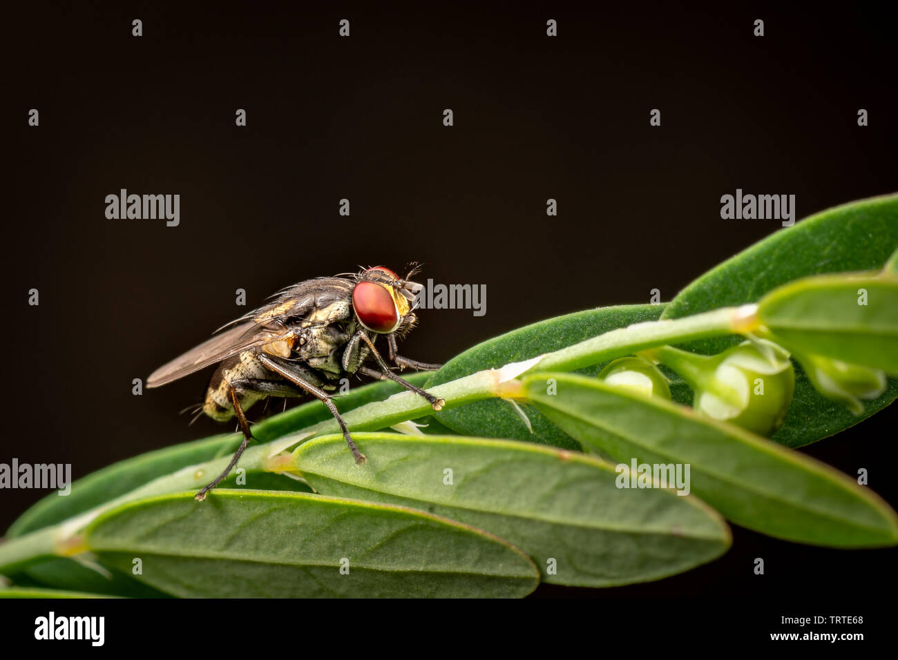 Rest in the bush hi-res stock photography and images - Alamy