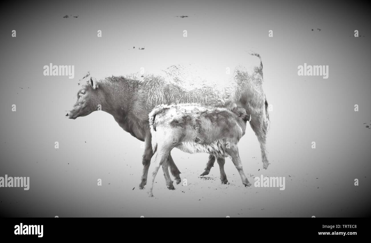 mother and calf in black and white Stock Photo - Alamy
