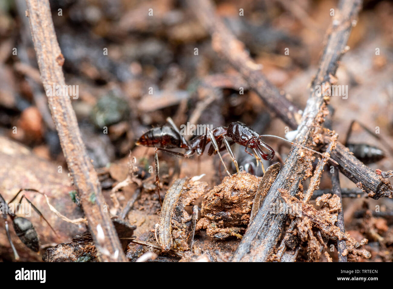 Odontomachus trap jaw ants foraging in Australian rainforest Stock Photo