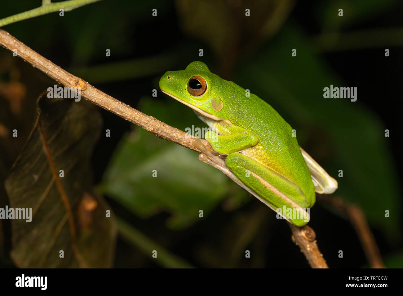 White-lipped tree frog, Litoria infrafrenata, in tropical rainforest