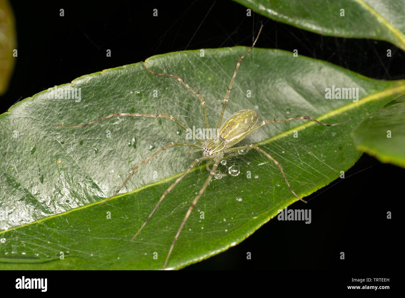 Hygropoda lineata, the northern lined fishing spider, on a leaf in