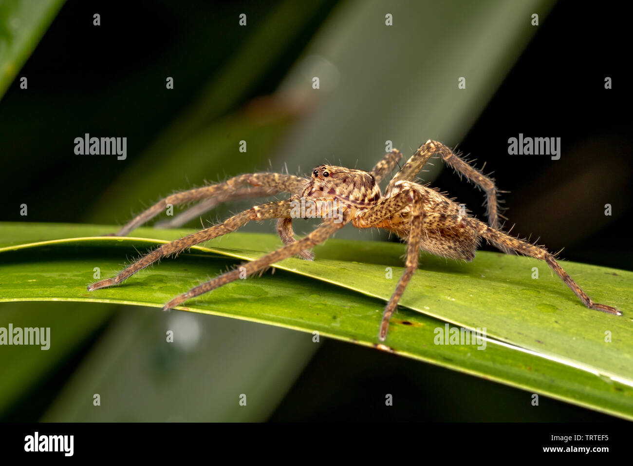 Australian huntsman spider hi-res stock photography and images - Page 2 -  Alamy