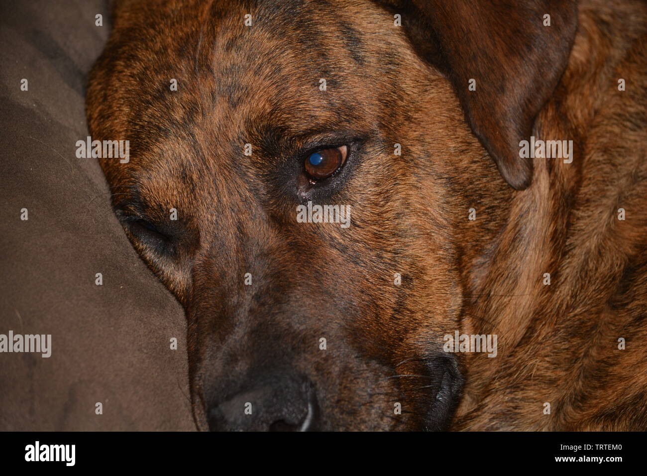 Close Up Of Brindle Dog Stock Photo 255620624 Alamy