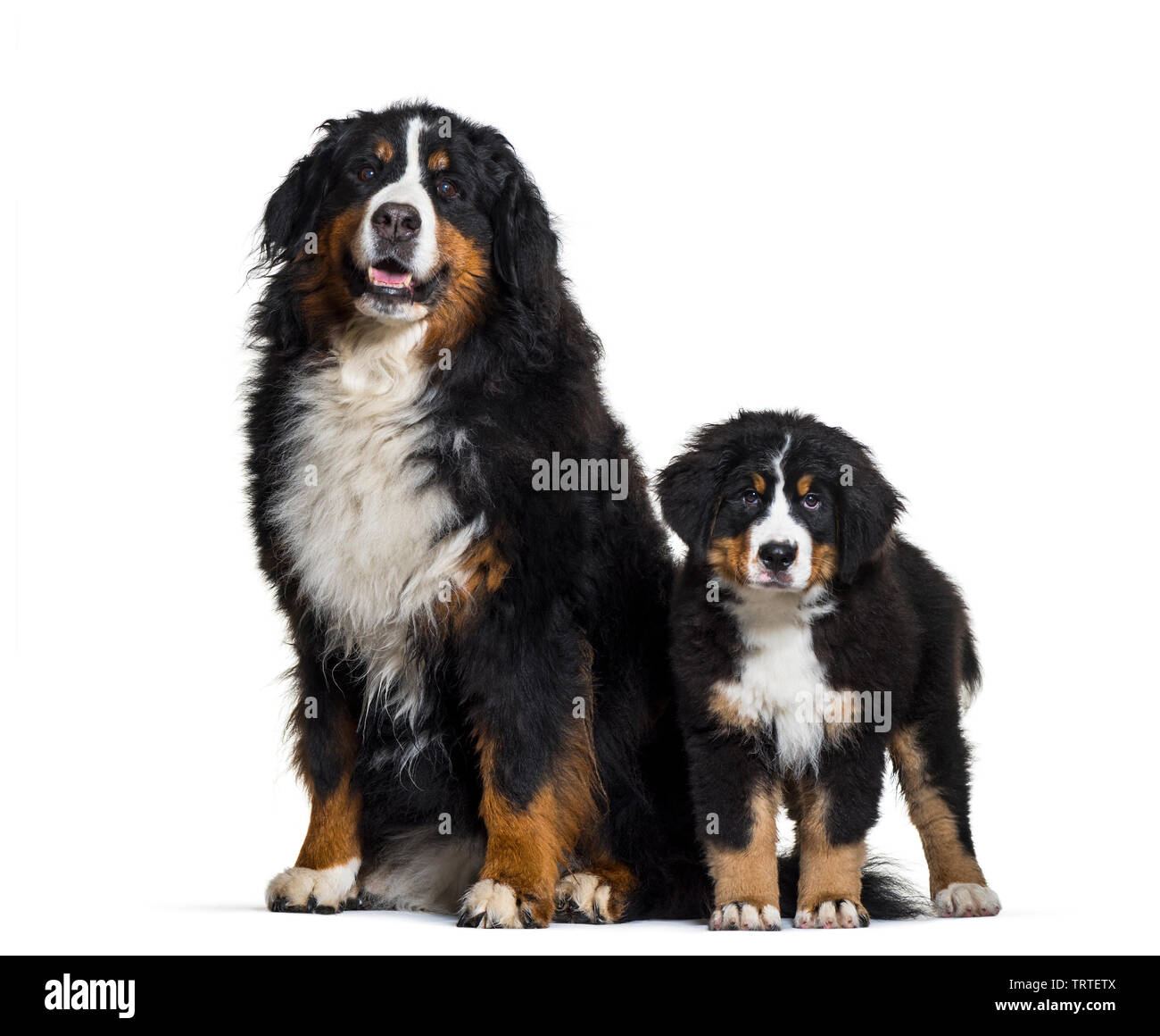 Bernese Mountain Dog, 8 years old and 3 months old, sitting in front of white background Stock Photo