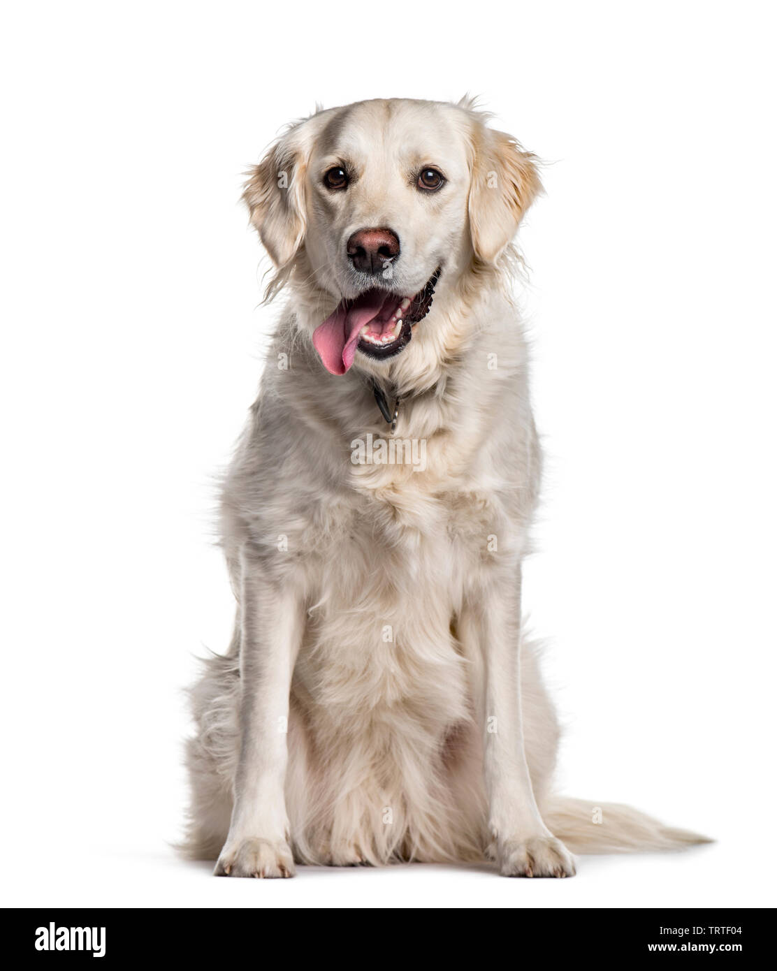 Golden Retriever sitting against white background Stock Photo - Alamy