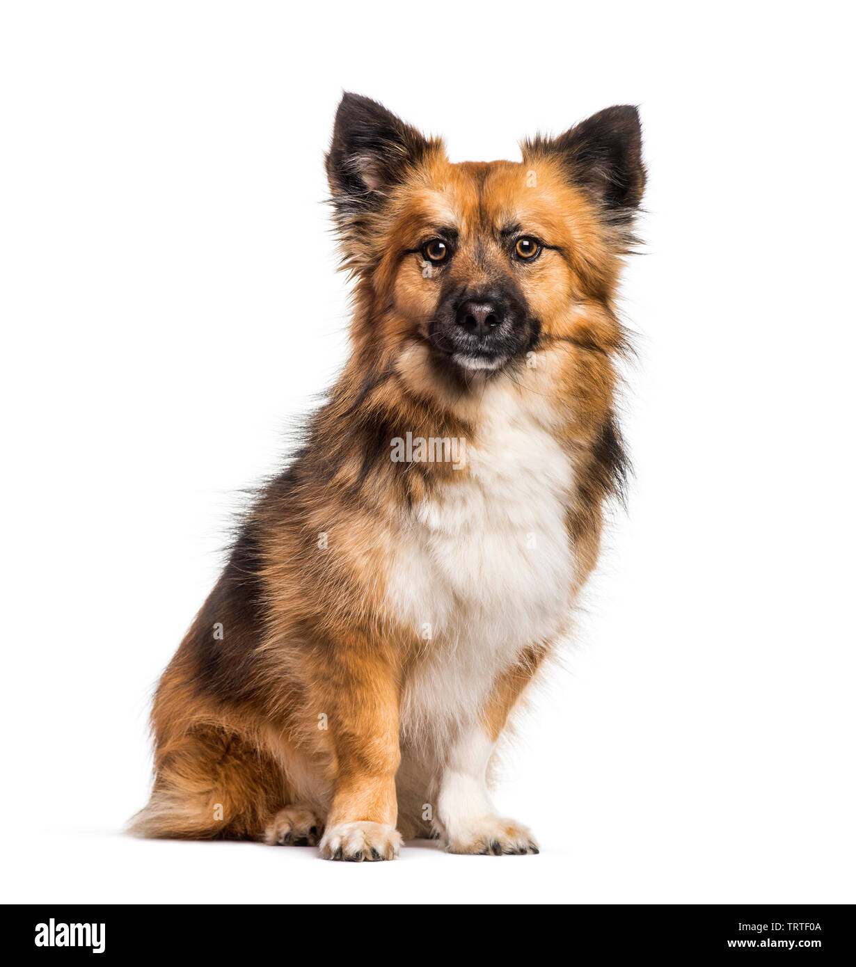 Mixed-breed dog sitting against white background Stock Photo - Alamy