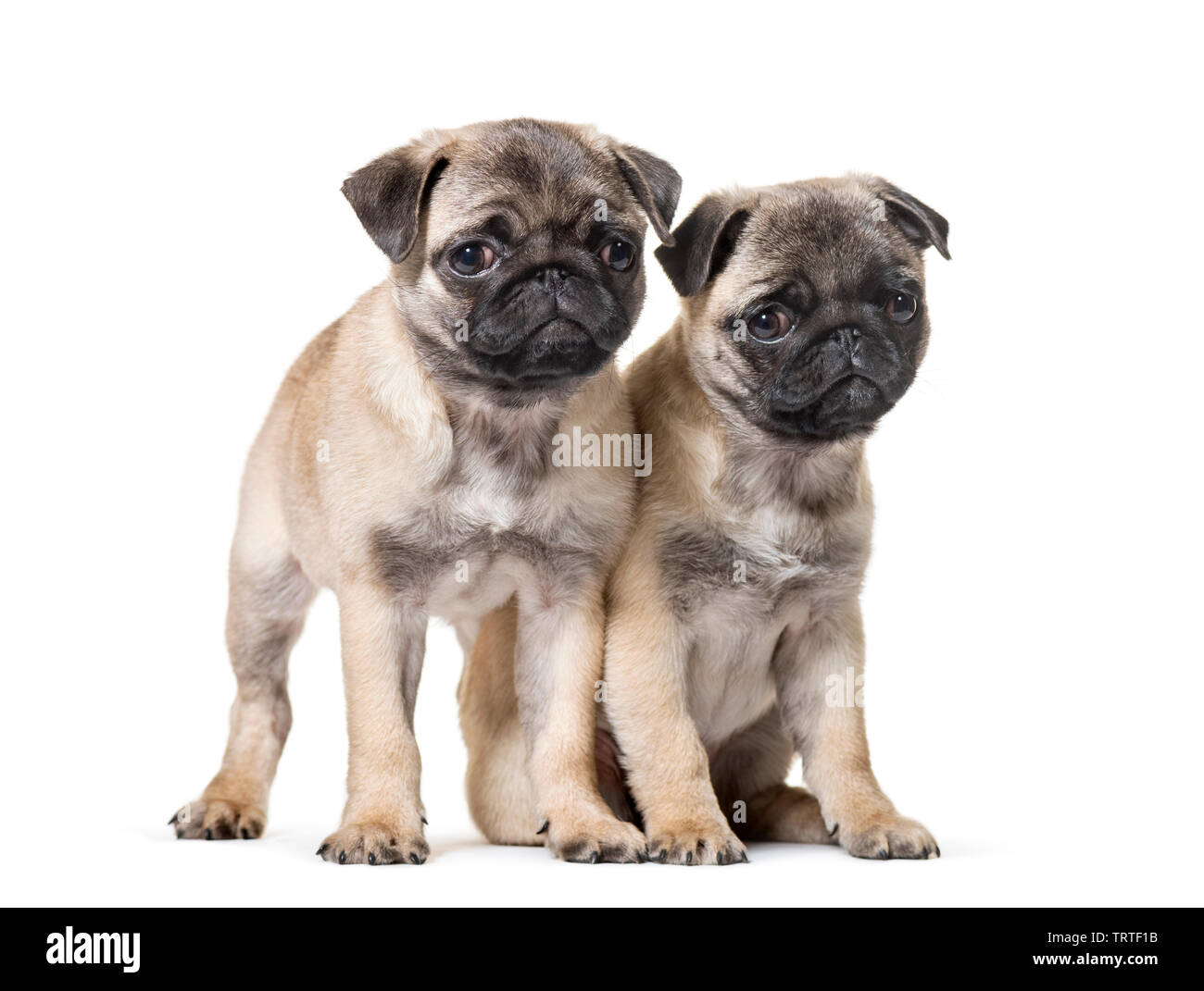 Pug Puppy sitting against white background Stock Photo - Alamy