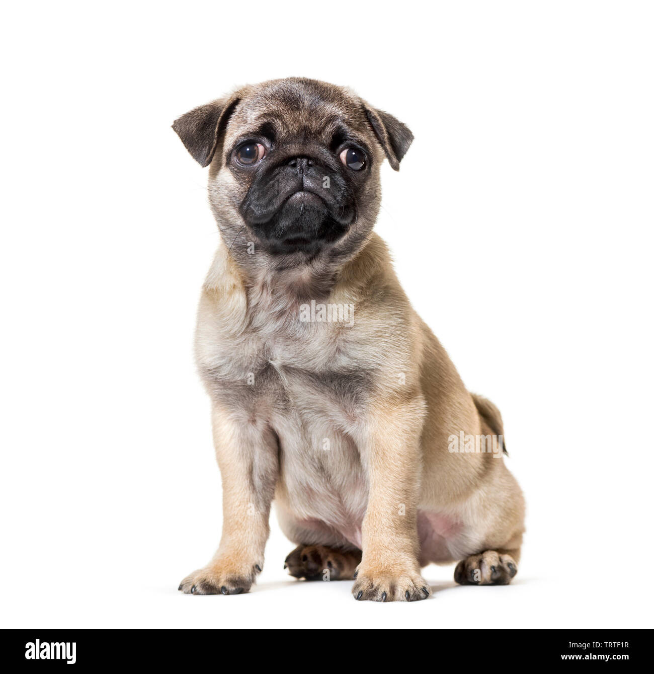 Pug Puppy sitting against white background Stock Photo - Alamy