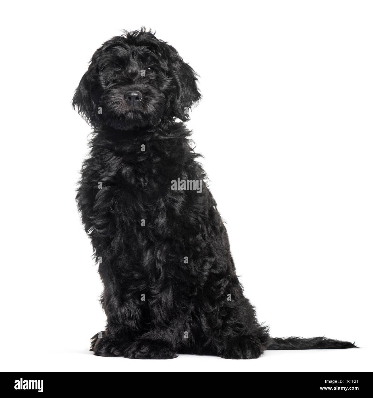 Mixed-breed labradoodle sitting against white background Stock Photo ...