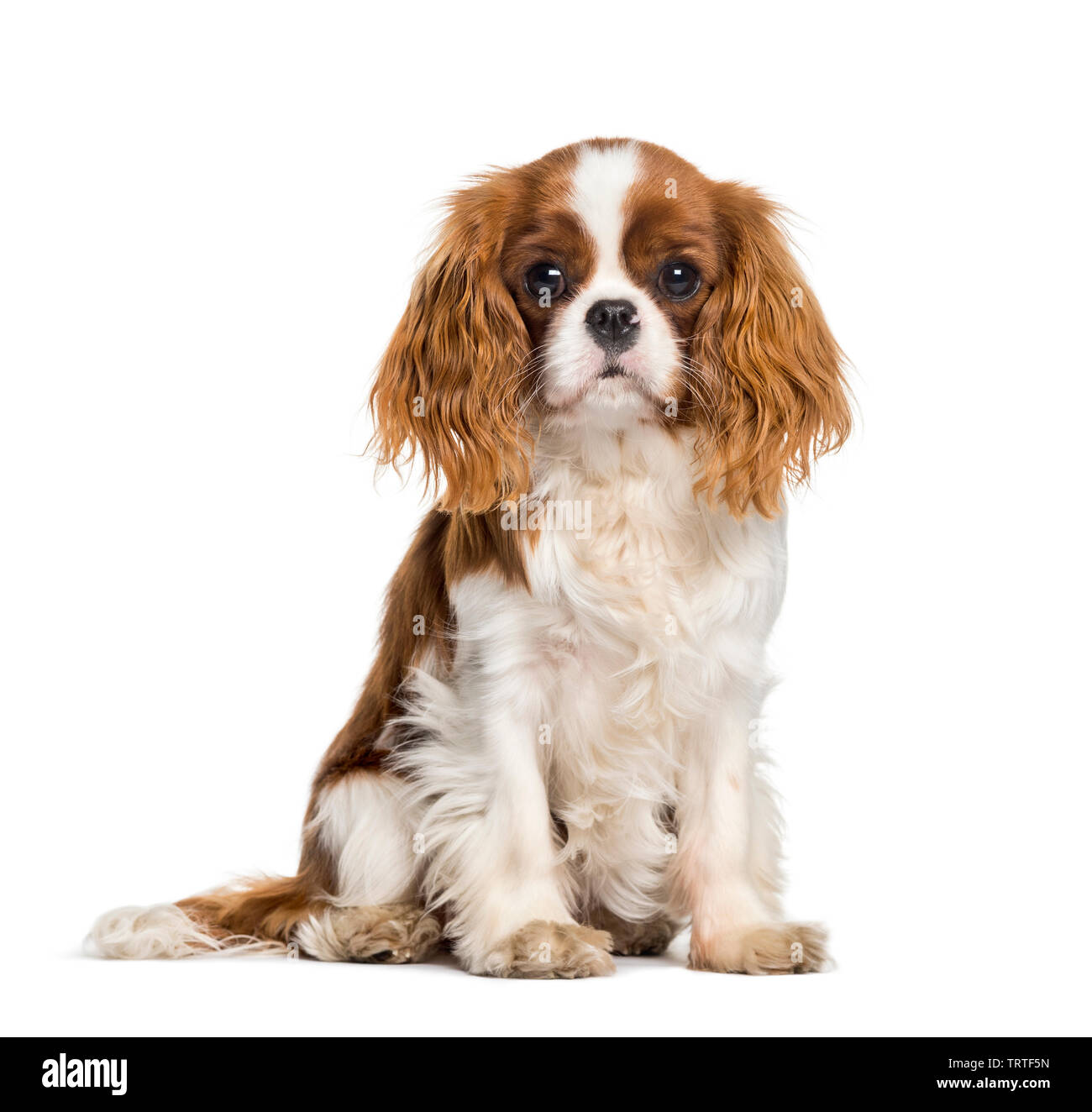 Puppy Cavalier King Charles Spaniel, dog Stock Photo