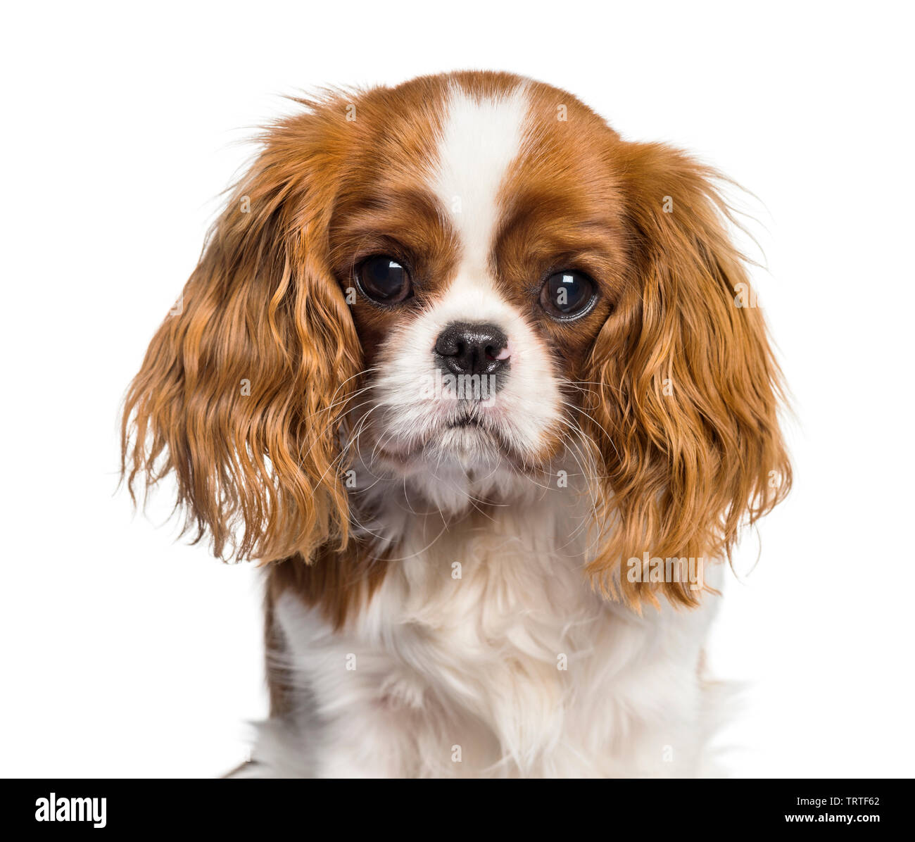 Cavalier king charles spaniel cross hires stock photography and images — free download