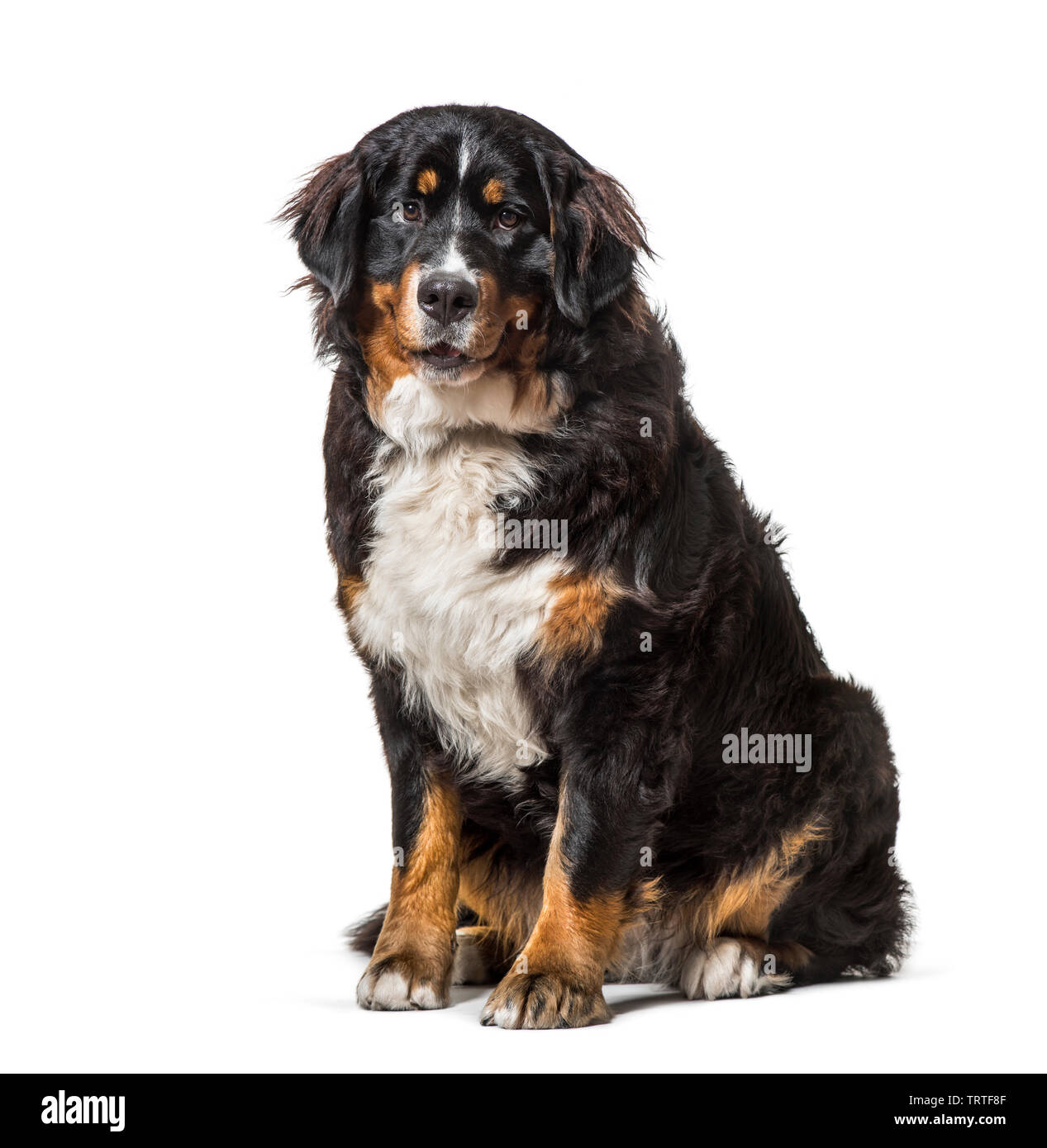 Bernese Mountain Dog sitting against white background Stock Photo - Alamy