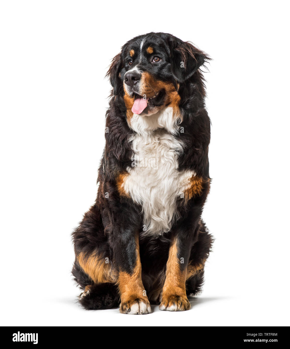 Bernese Mountain Dog sitting against white background Stock Photo - Alamy
