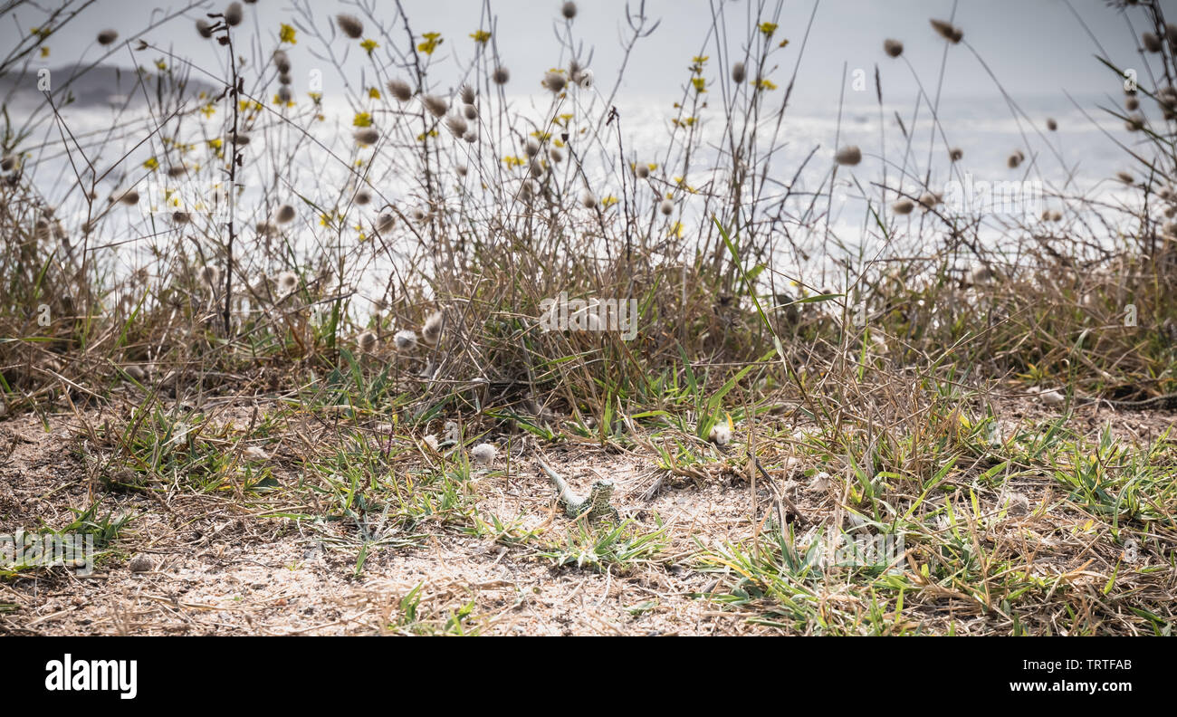 wild vegetation and a lezard by the sea on the island of Yeu, France Stock Photo