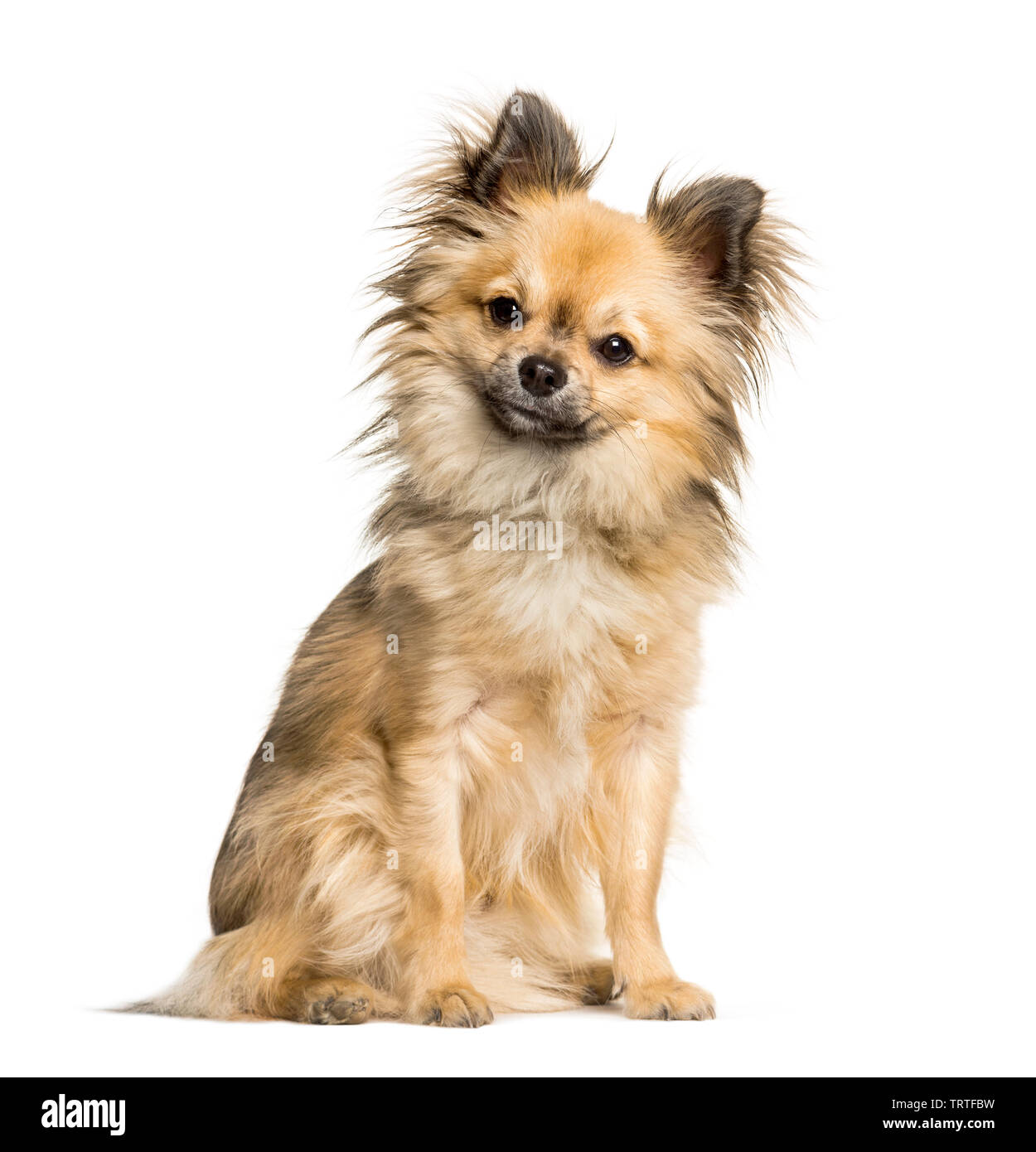 Chi-chi, mixed breed Chinese Crested Dog and Chihuahua sitting against  white background Stock Photo - Alamy