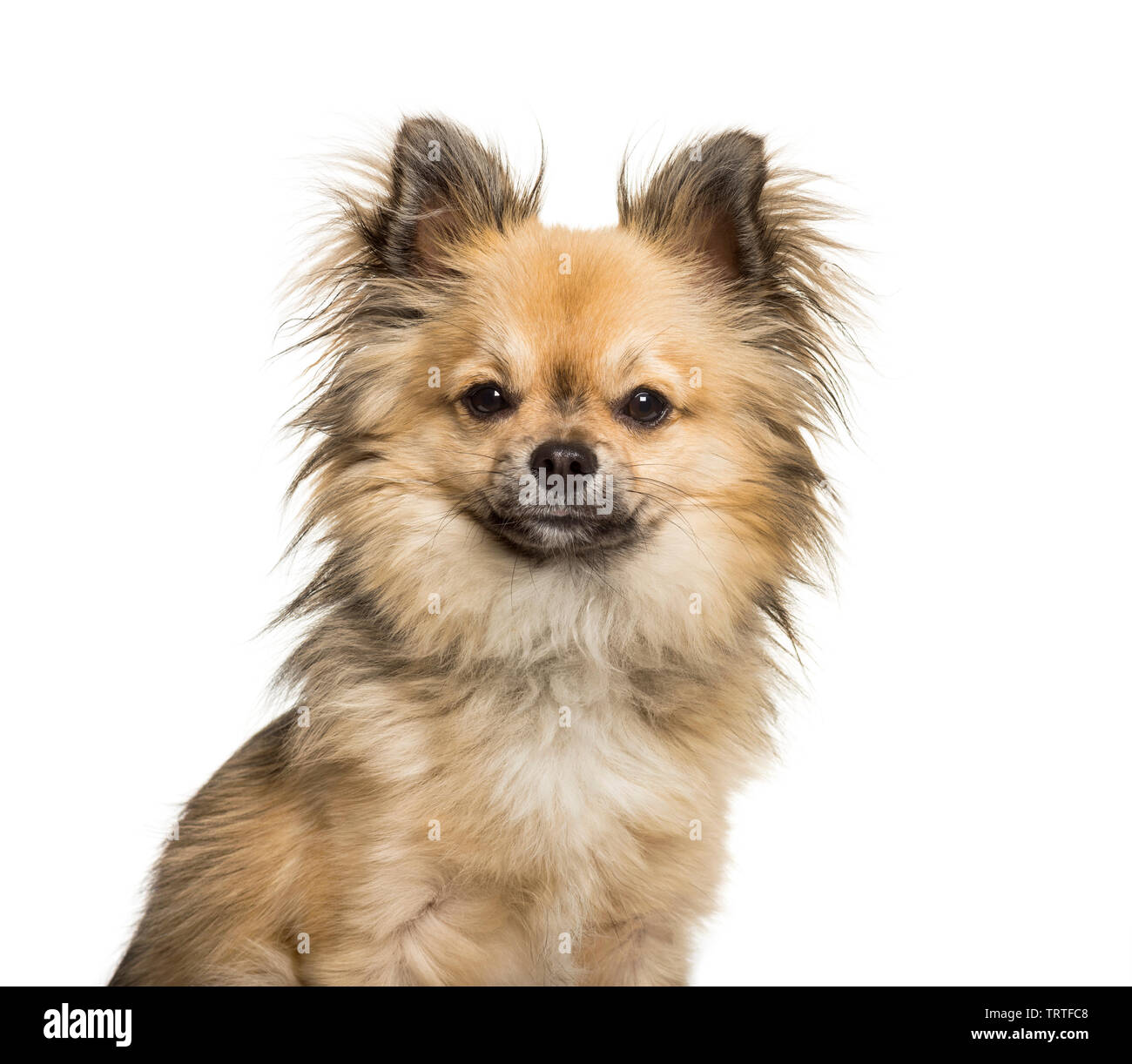 Chi chi dog hi-res stock photography and images - Alamy