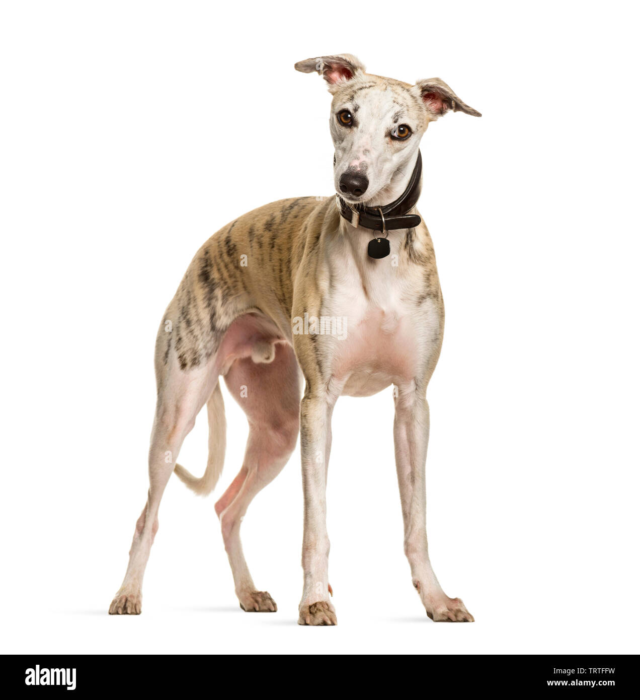 Sighthound dog standing against white background Stock Photo
