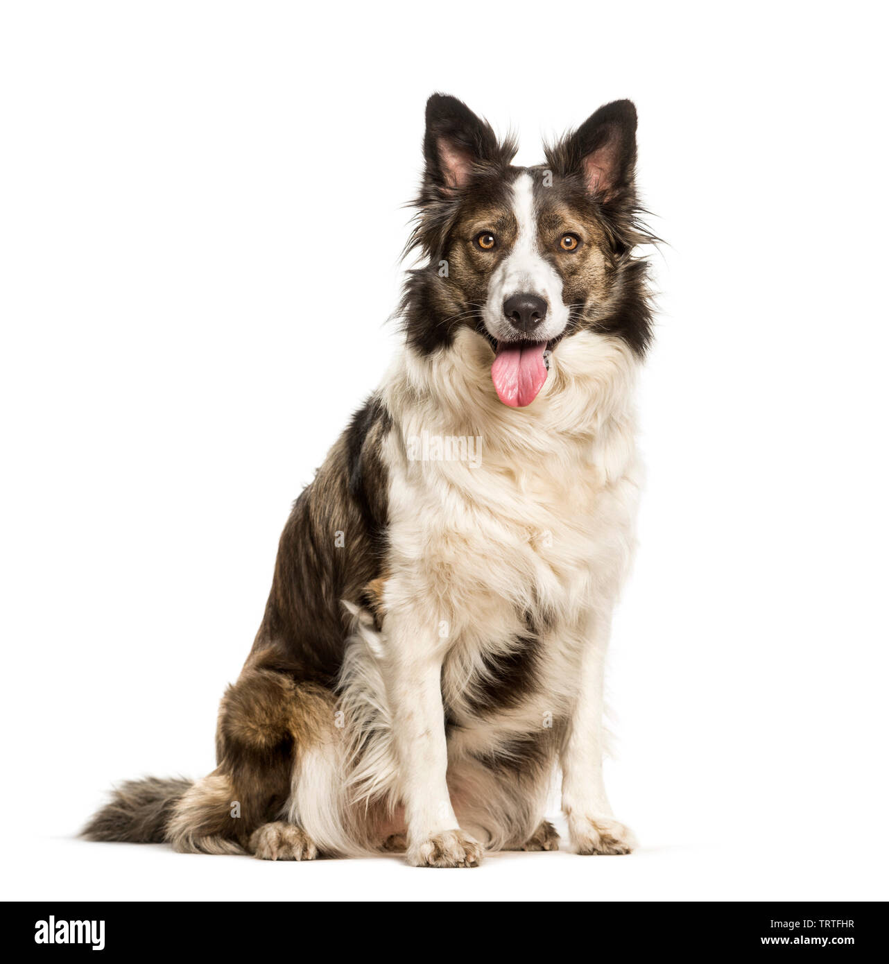 Mixed breed dog sitting against white background Stock Photo - Alamy