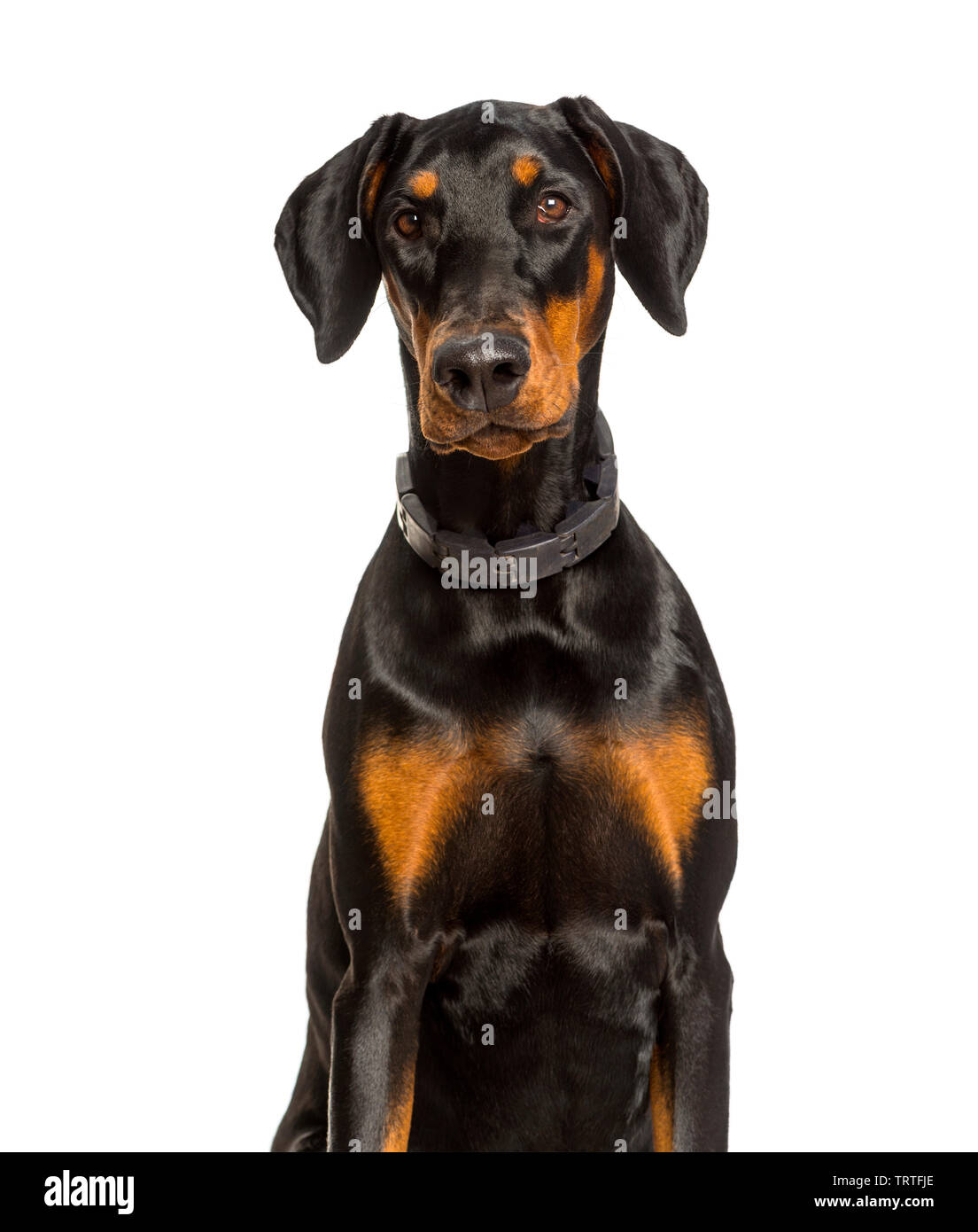 Doberman dog looking at camera against white background Stock ...